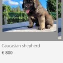 Caucasian shepherd puppies -0