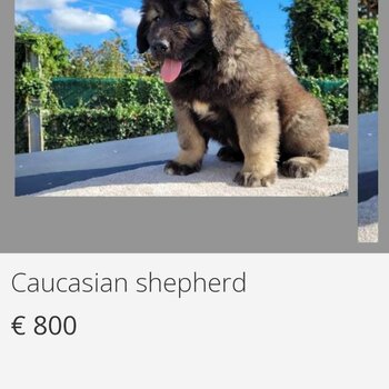 Caucasian shepherd puppies 