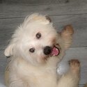 Mixed toy breed -5