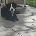 Beautiful Bernese Puppies-3