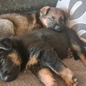 Kc german shepherd puppies-3