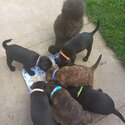 Patterdale terrier pups-0