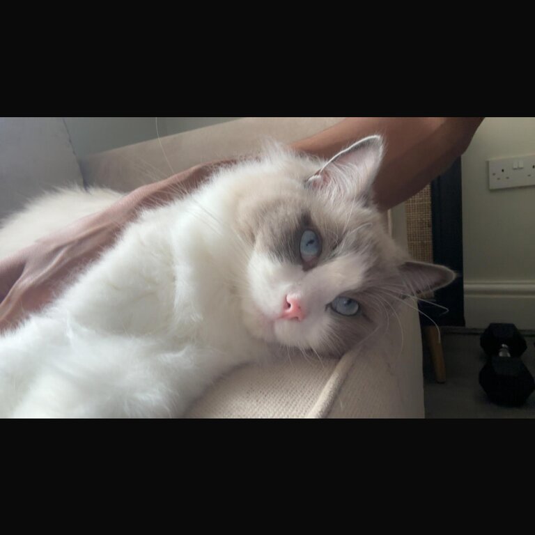 Ragdoll Male adult  14 months 