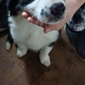 2 Border Collie Pups for new home -1