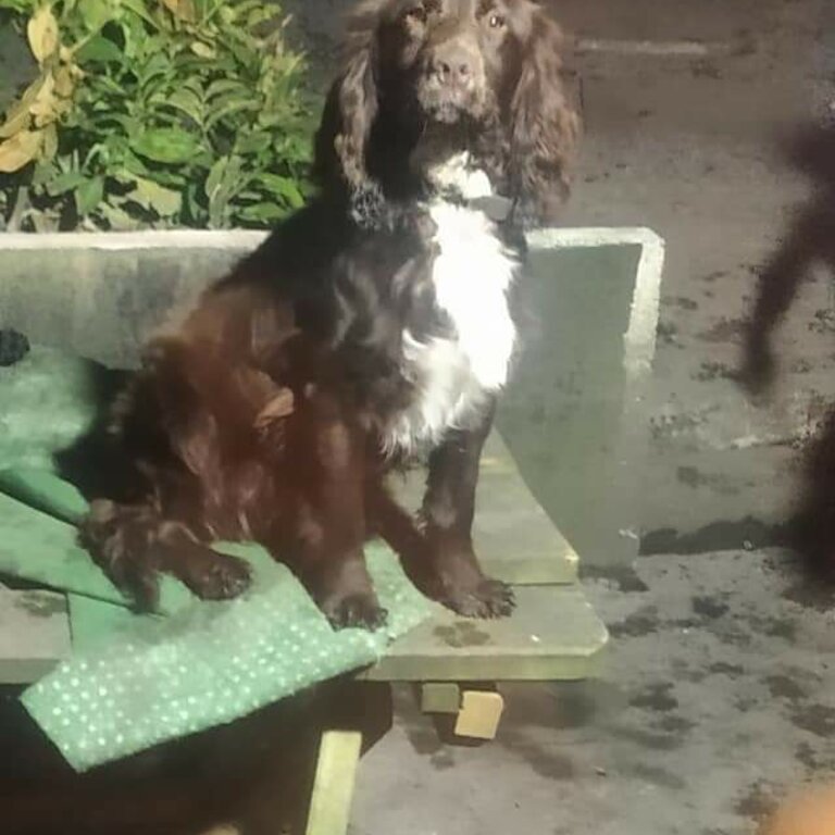 Purebred chocolate cocker spaniel dog