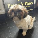 Beautiful well behaved 3 year old shih tzu female -2