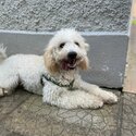 White cockapoo -3