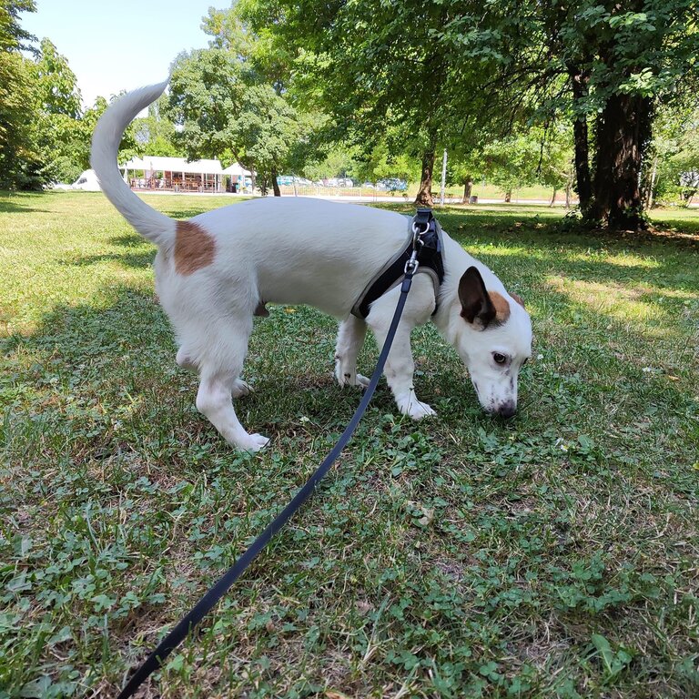 Louie, mixed breed, rescue dog puppy, forever home