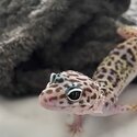 2 year old female leopard gecko and full set up -1