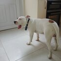 English bull terrier/English bulldog cross-2