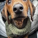 Smooth haired dachshund -2