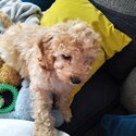 Male miniature cockapoo 12 weeks old with everything he needs-3