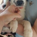 2 Border Collie Pups for new home -5