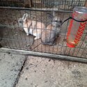 Rabbits for sale -4