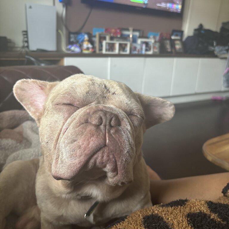 1 year old French  bulldog cross 