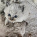 Ragdoll kittens-4