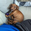 12 Week Old Miniature Dachshund Female Puppy-0