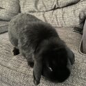 Black Mini Lop Male-1