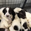 Beautiful purebred springer spaniel pups for sale -1