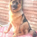 German Shepherd Male Puppy for Sale-0