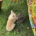 Gold Lionhead buck (male) 5 months old -1