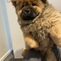 Chow Chow Puppies 8 weeks -4