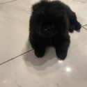 Black female chow chow -1