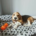 Beagle Pup-2