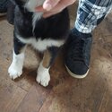 2 Border Collie Pups for new home -4