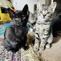 Scottish Fold kittens-3