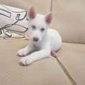 Beautiful all white husky puppy -2