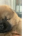 Only 2 Girls Left Stunning teddy bear chow chows £1,500-1