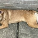 Rehoming of dog needed -1