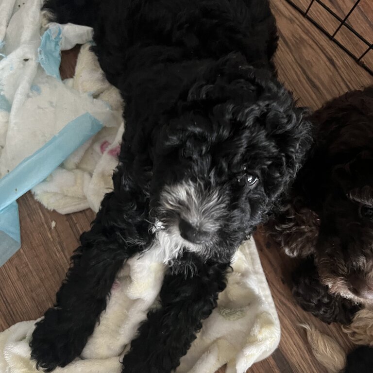 Adorable Cockapoo Puppies for Sale