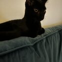 Selling my black cat -2