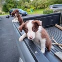 Pups Black/white and Brown and white-0