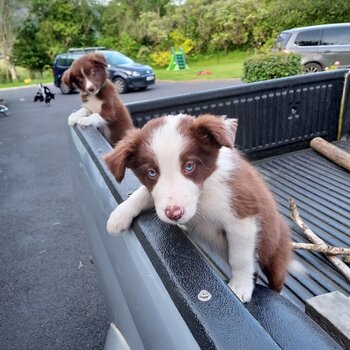 Pups Black/white and Brown and white