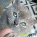 2 x litters of gorgeous pedigree british shorthair kittens for sale.  GCCF and unregistered litters.-3