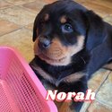 Rottweiler puppies for sale-4