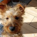 Irish terrier puppy-3