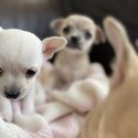 Beautiful apple head chihuahuas puppies-2