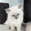 GCCF Registered Ragdolls Kittens-5