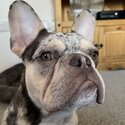 French Bulldog-1