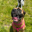 Bonnie the saint mastiff -2