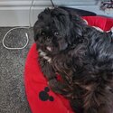 2 year old lhasa apso cross pug -5