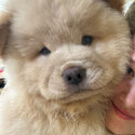 Gorgeous Chow Chow pup for sale -3