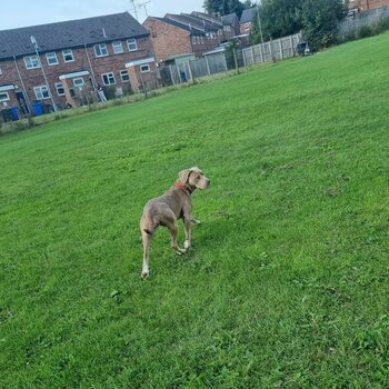 11 month female American bulldog cross Spaniel 