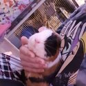 two bonded male guinea pigs -1