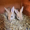 Baby Rabbits for sale -0