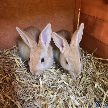 Baby Rabbits for sale 